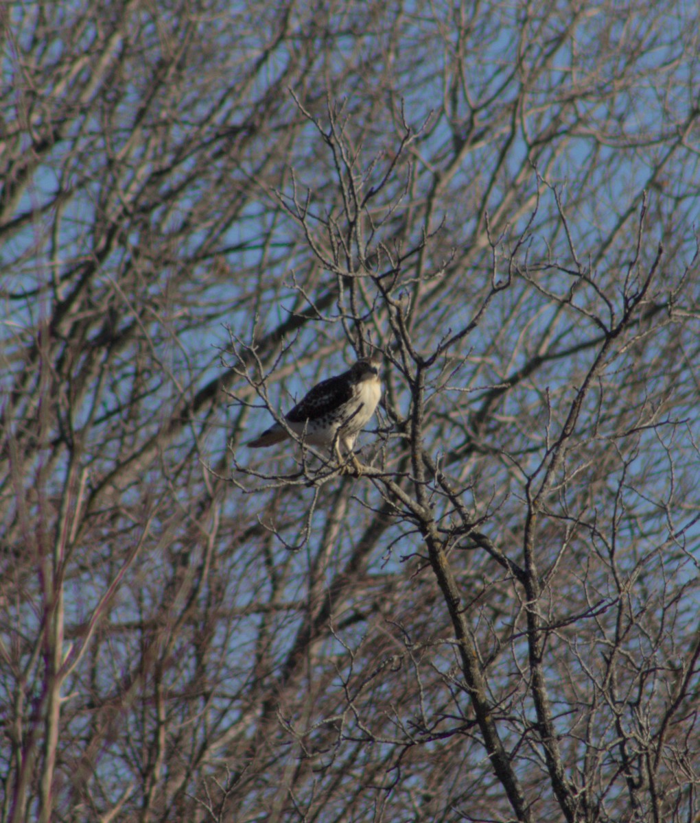 Red-tailed Hawk - ML628160062