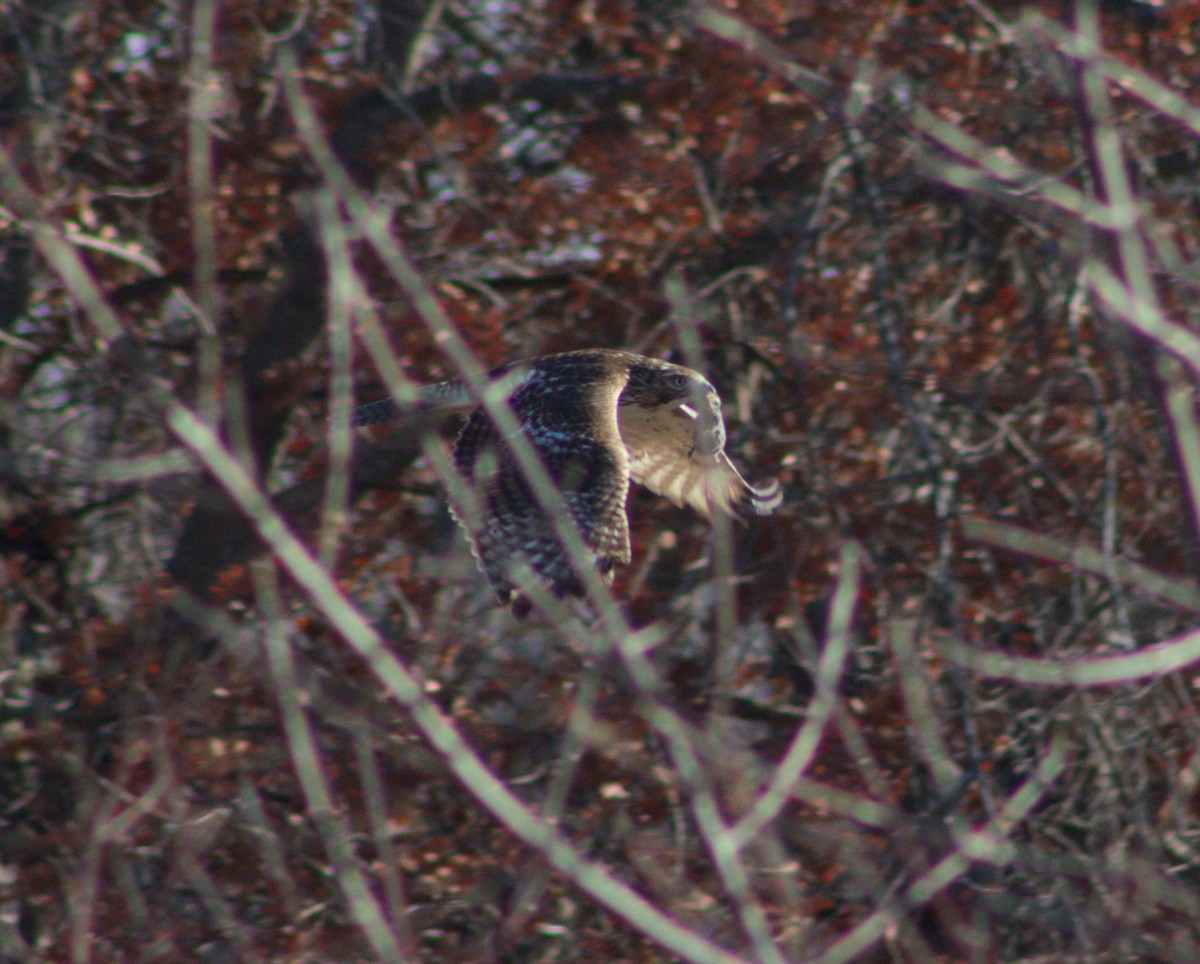 Red-tailed Hawk - ML628160064