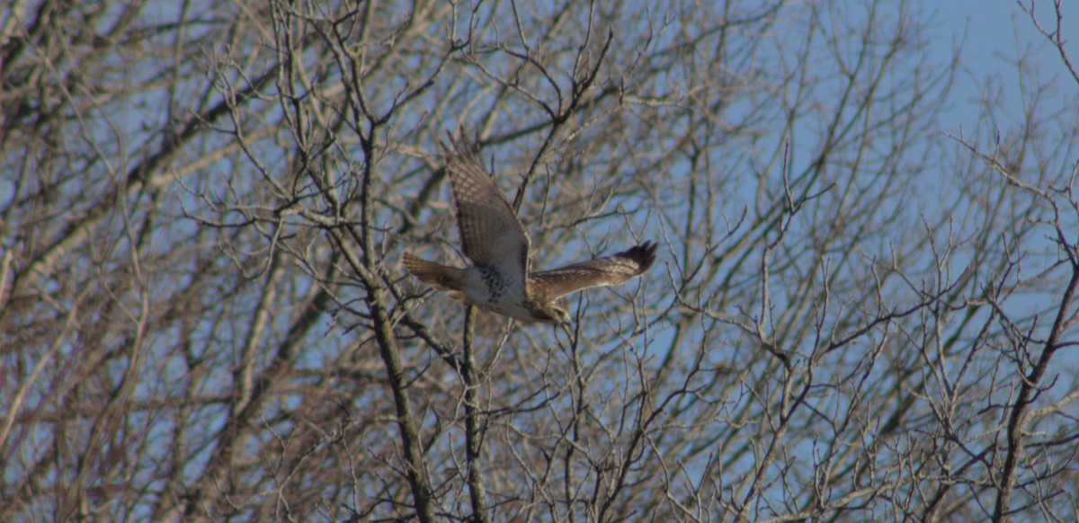 Red-tailed Hawk - ML628160065