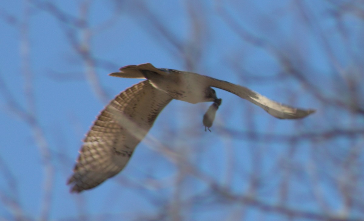 Red-tailed Hawk - ML628160066