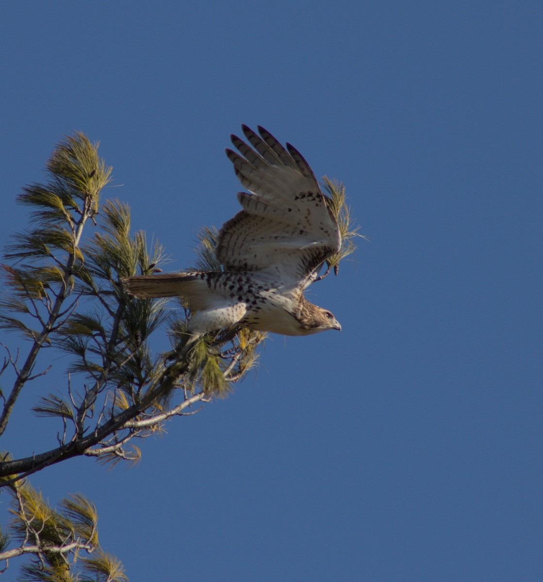 Red-tailed Hawk - ML628160067