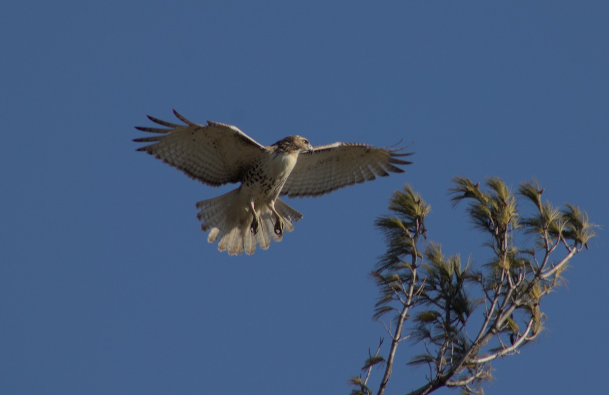 Red-tailed Hawk - ML628160068