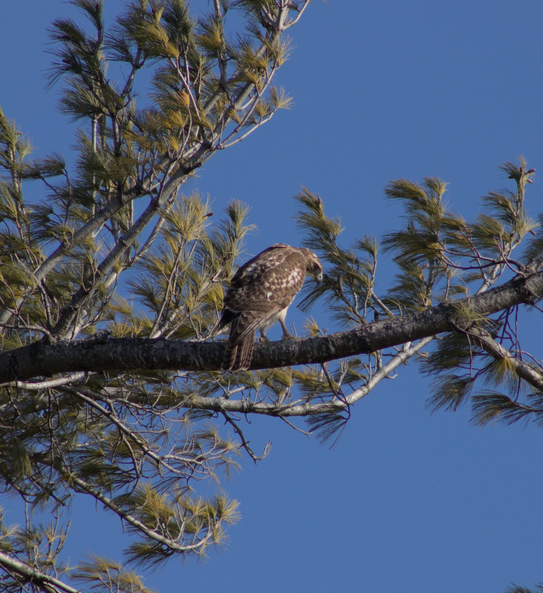 Red-tailed Hawk - ML628160071