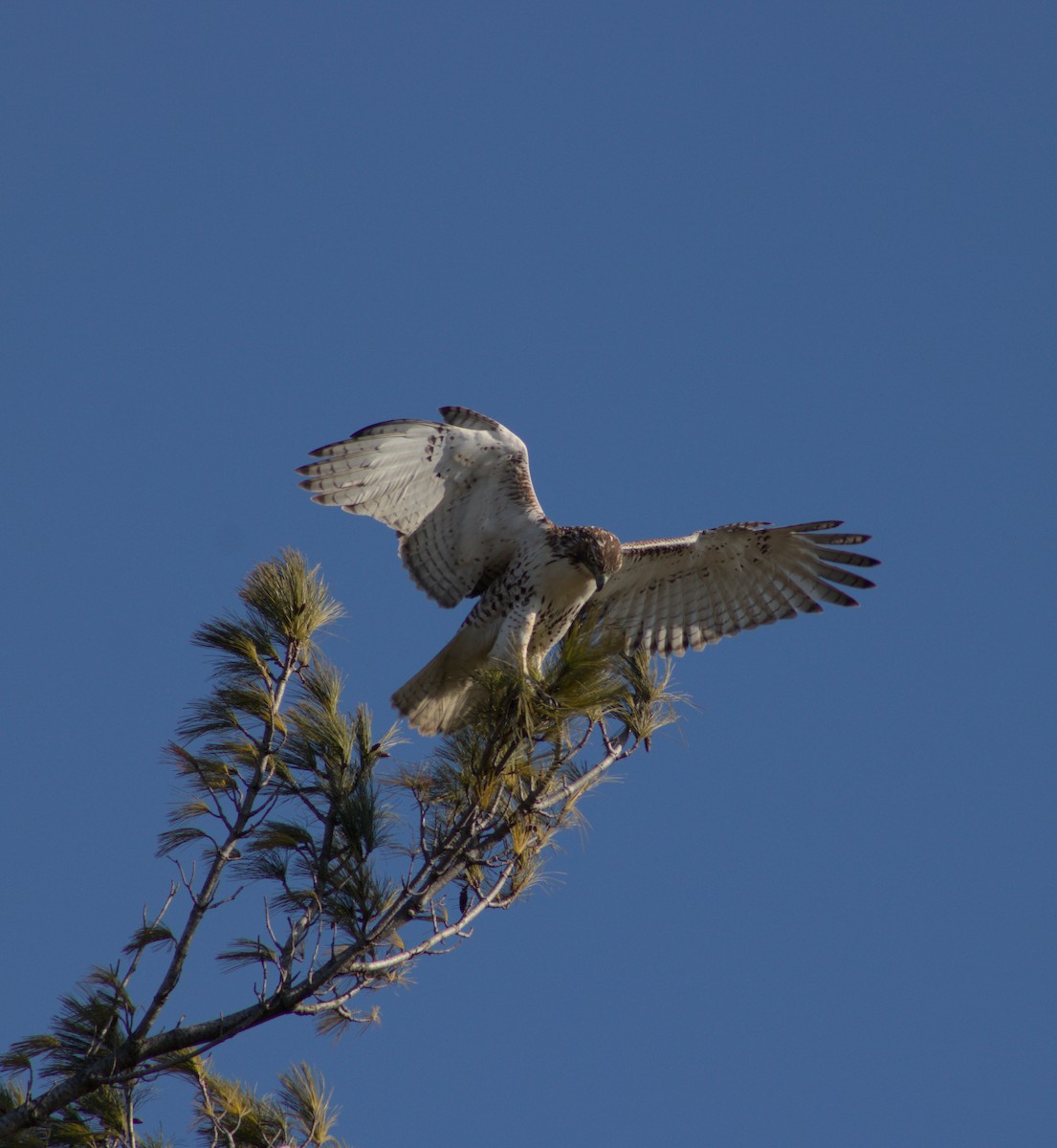 Red-tailed Hawk - ML628160072