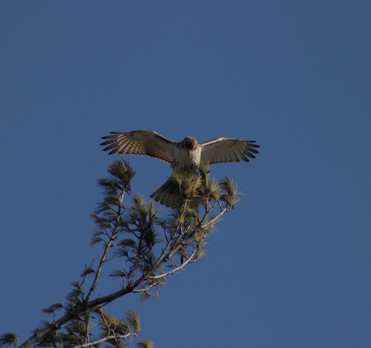 Red-tailed Hawk - ML628160074