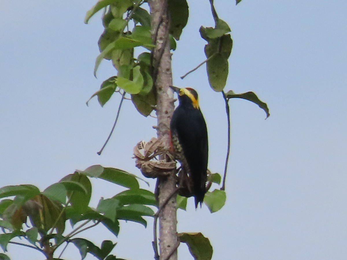 Yellow-tufted Woodpecker - ML628160467