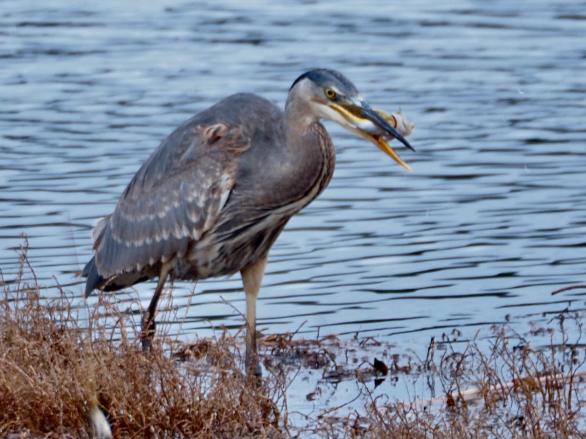 Garza Azulada - ML628160551