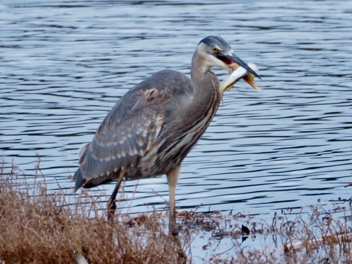 Garza Azulada - ML628160571