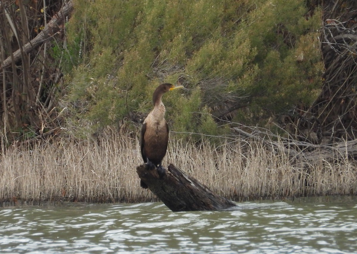 Cormorán Orejudo - ML628160580