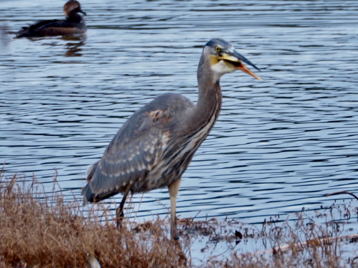 Garza Azulada - ML628160584