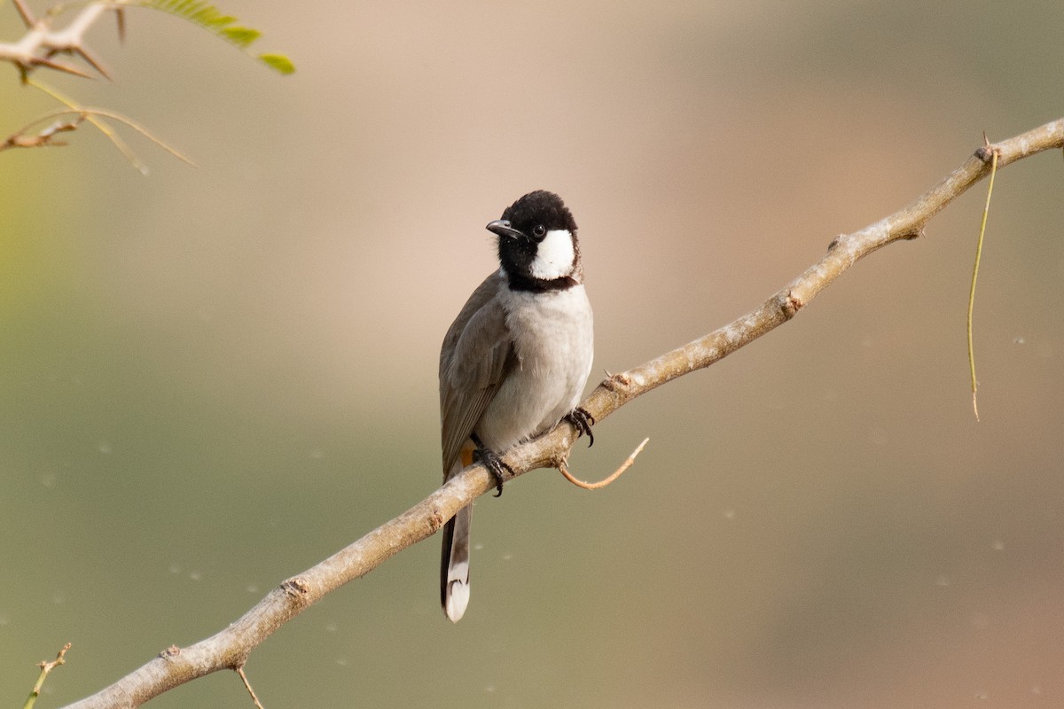 Bulbul Orejiblanco - ML628160587