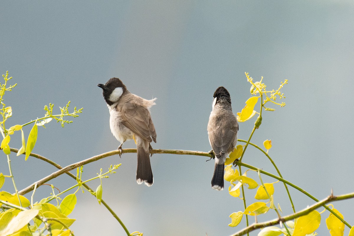 Bulbul Orejiblanco - ML628160588