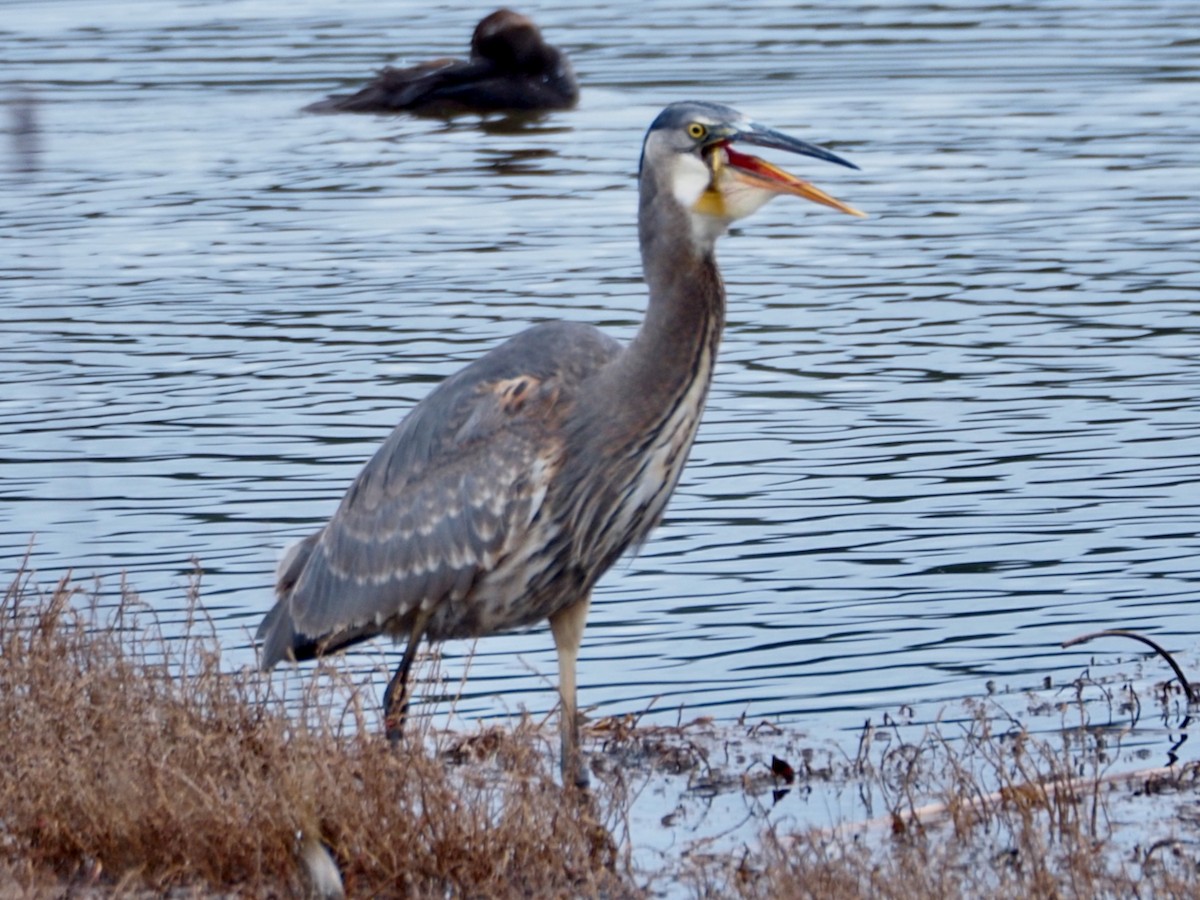 Garza Azulada - ML628160597