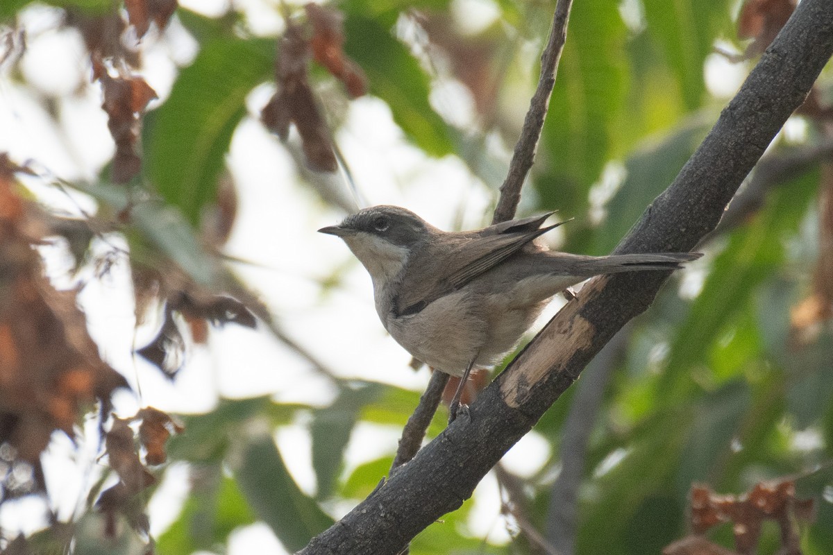 Curruca Zarcerilla - ML628160599