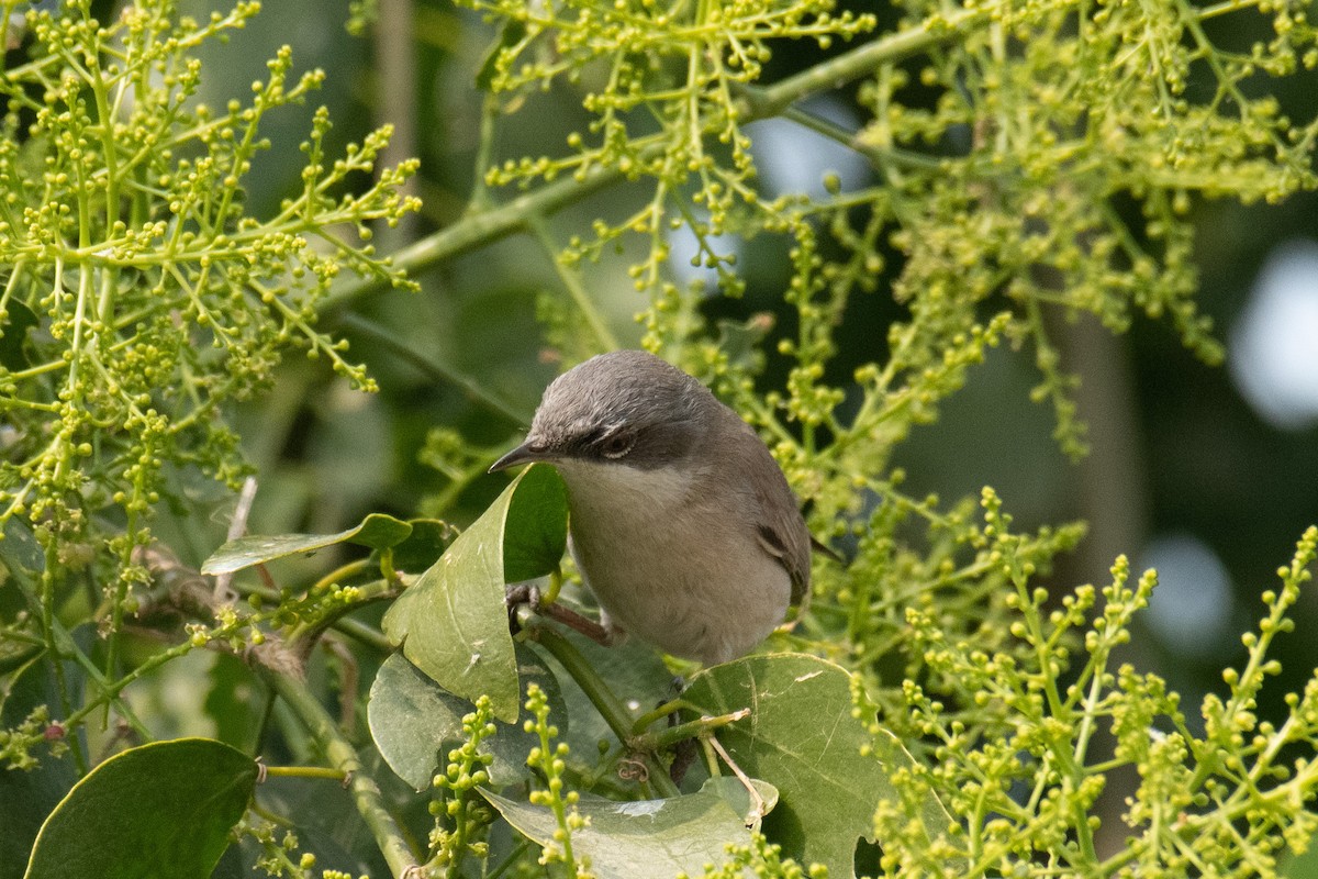 Curruca Zarcerilla - ML628160600