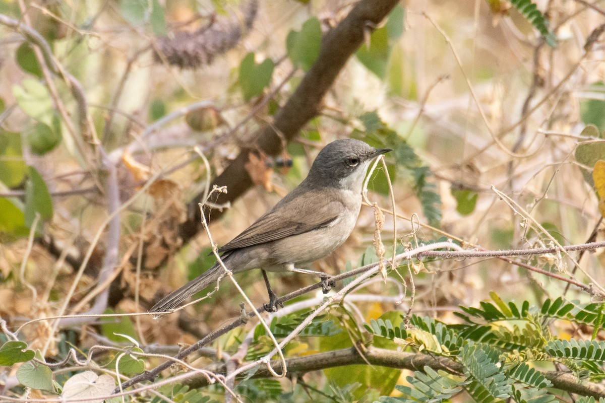 Curruca Zarcerilla - ML628160601