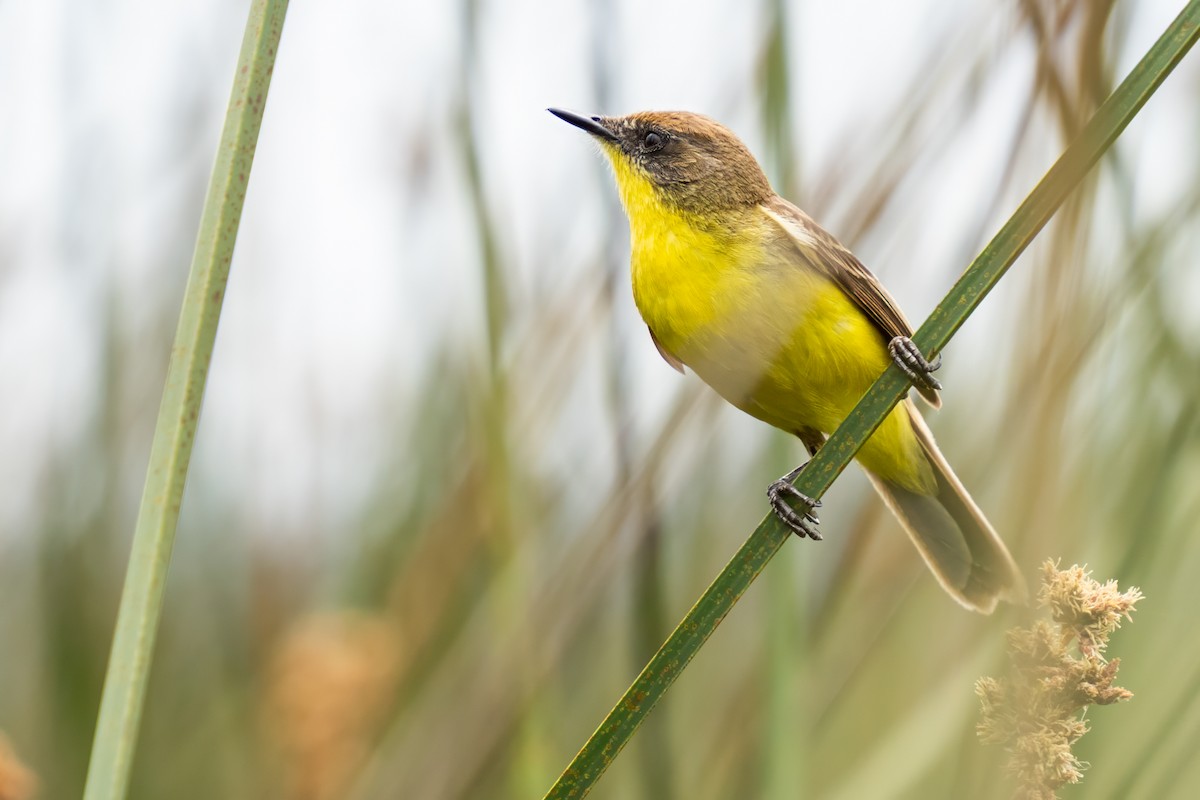 Tickersumpftyrann - ML628160699