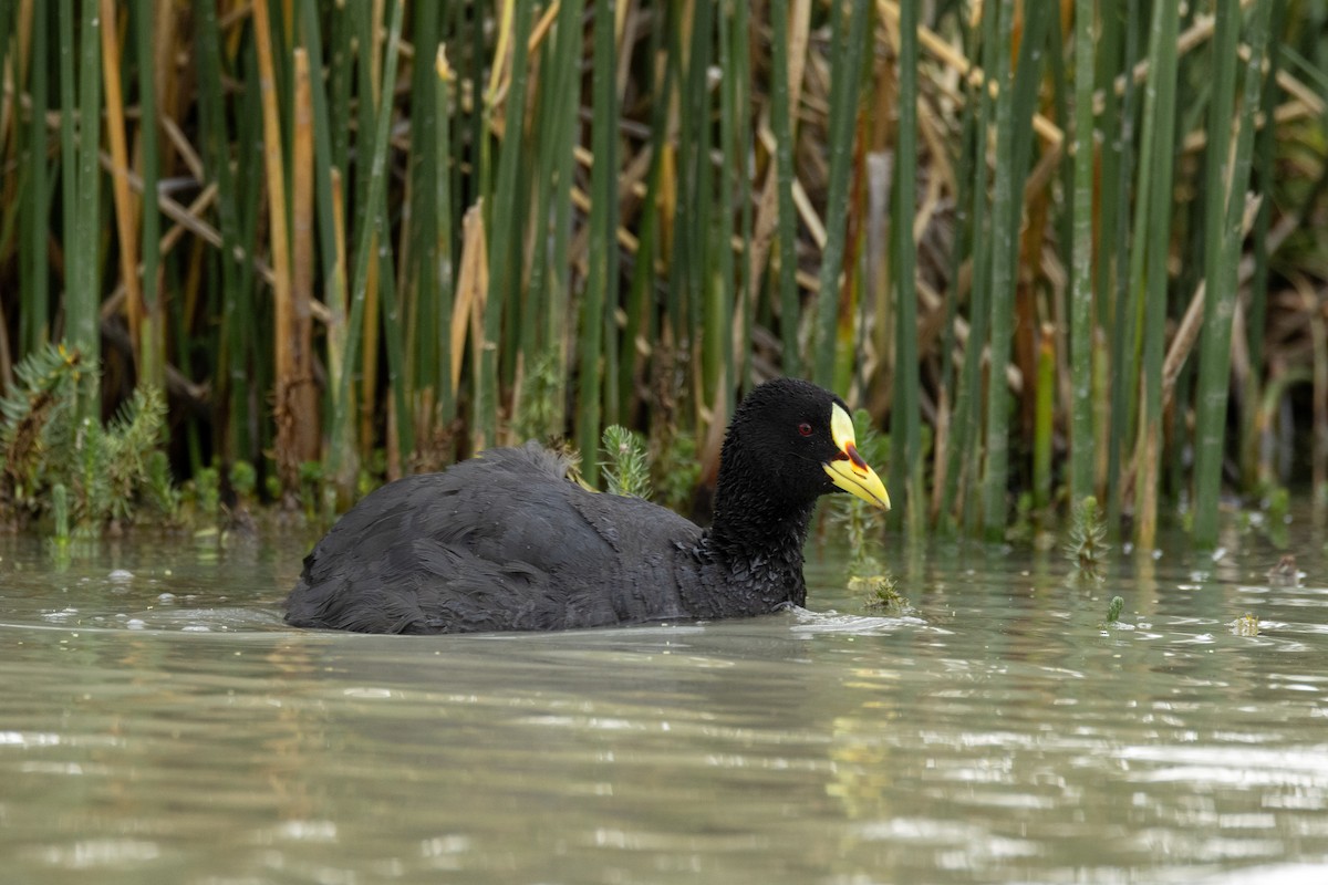 Red-gartered Coot - ML628160791