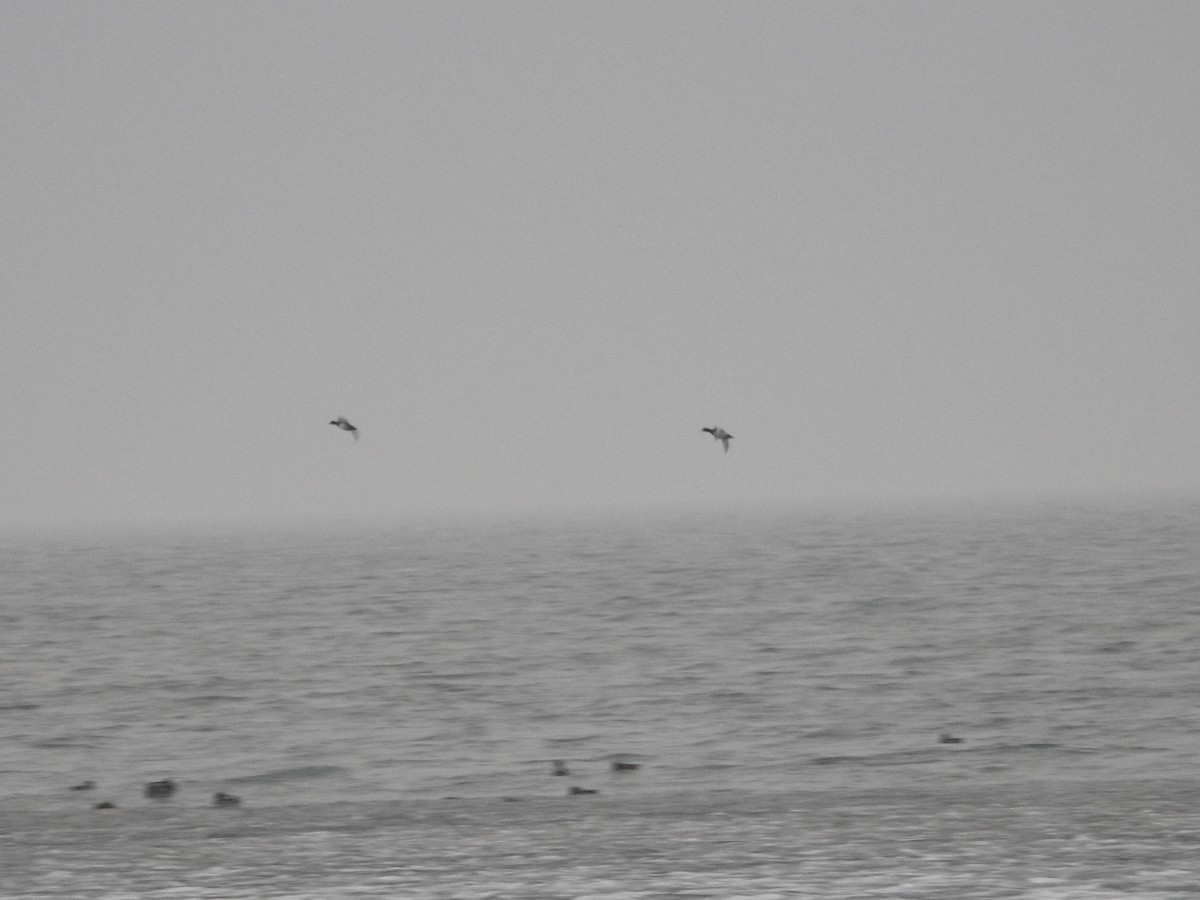 Morbaş Patka - ML628160850