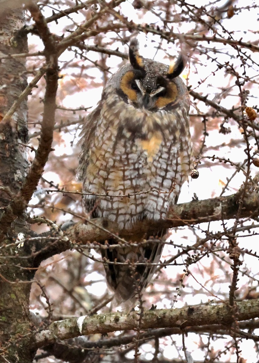 Long-eared Owl - ML628160861