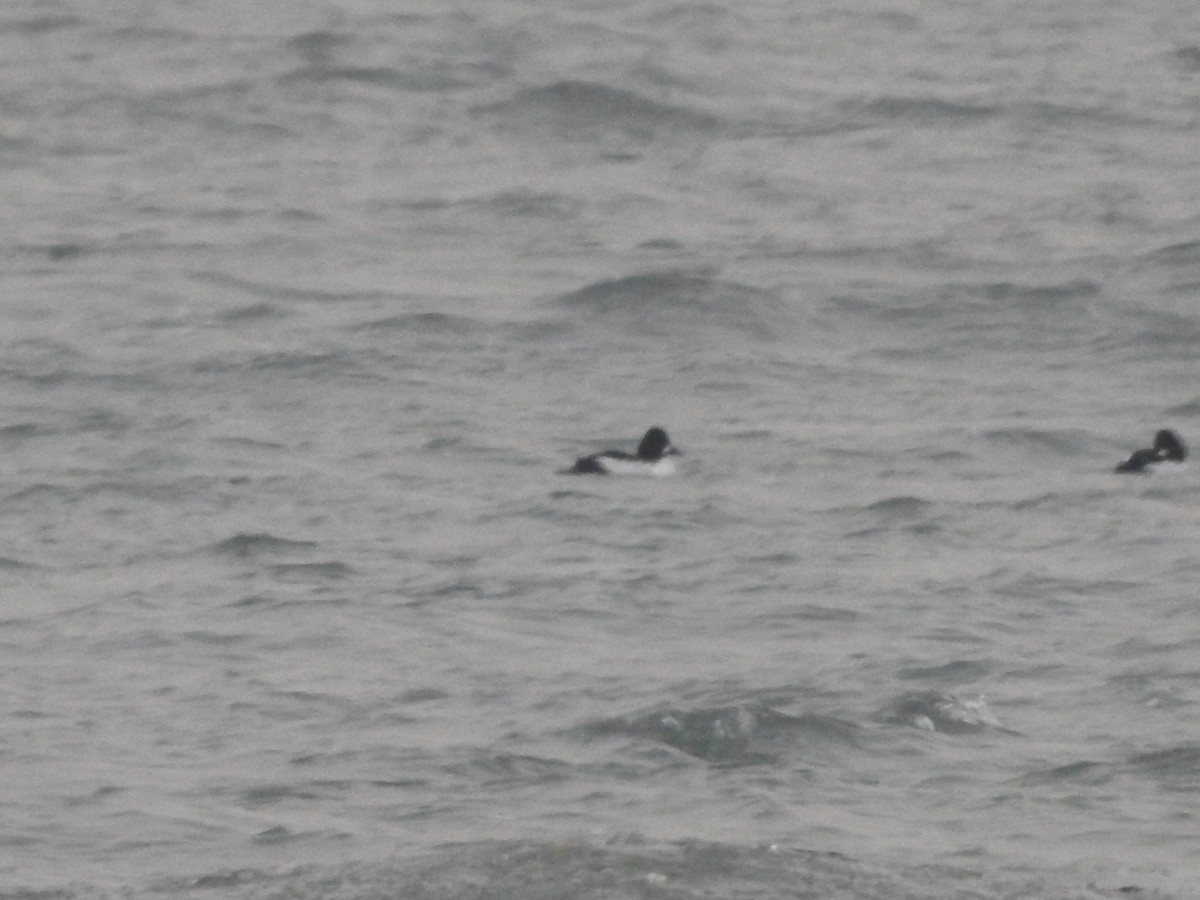 Altıngöz - ML628160866