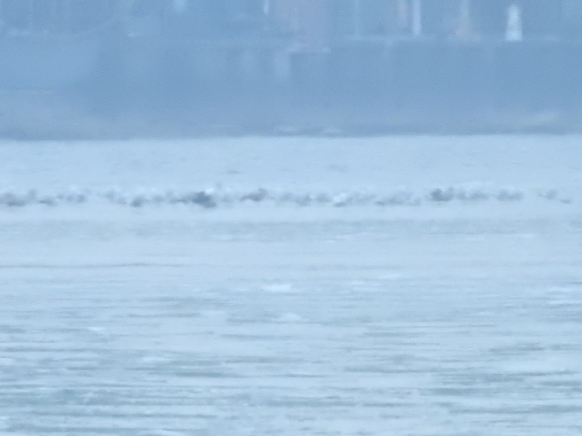 Büyük Kara Sırtlı Martı - ML628160882