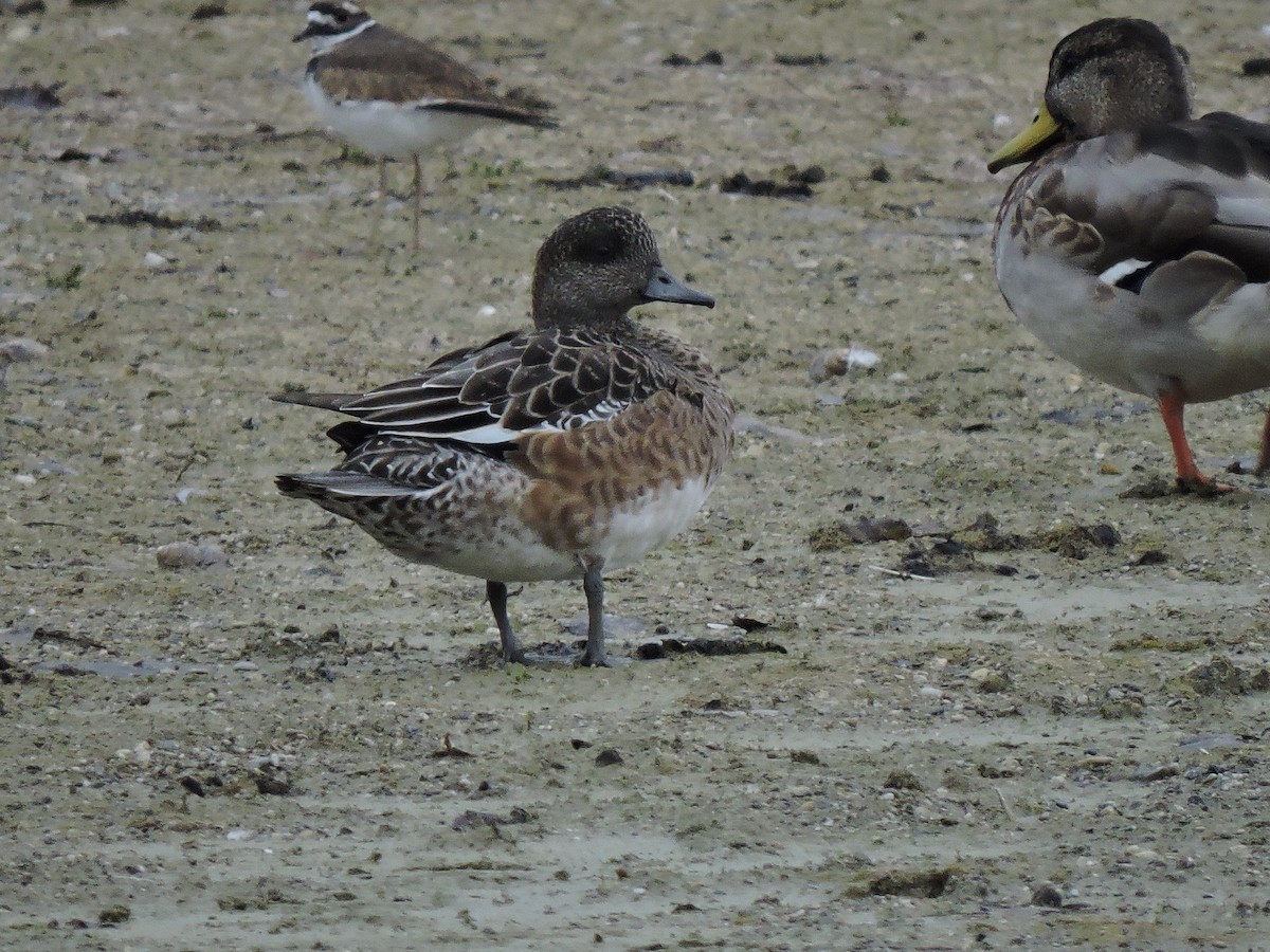 American Wigeon - Eric Michael