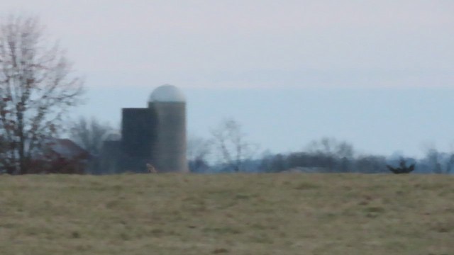 Short-eared Owl (Northern) - ML628160908