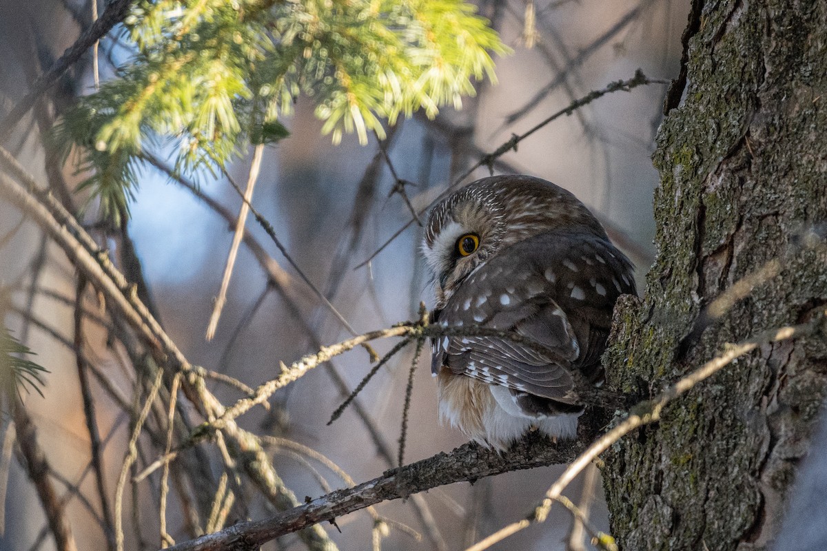 Northern Saw-whet Owl - ML628160911