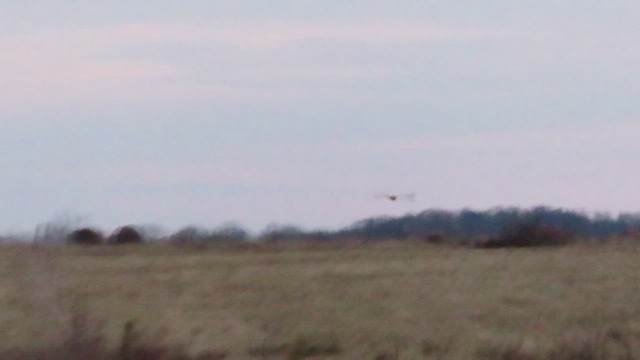 Short-eared Owl (Northern) - ML628160916