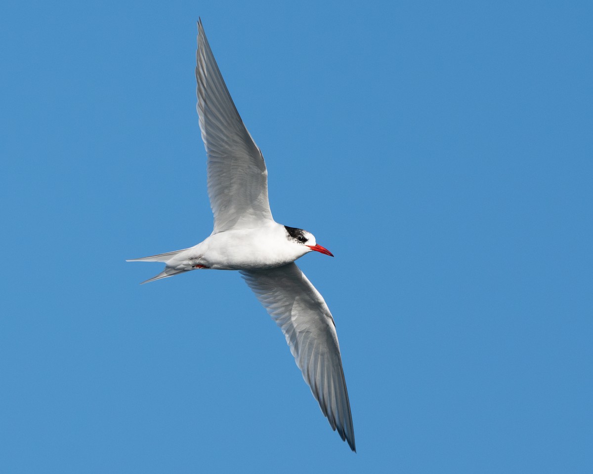 South American Tern - ML628160974