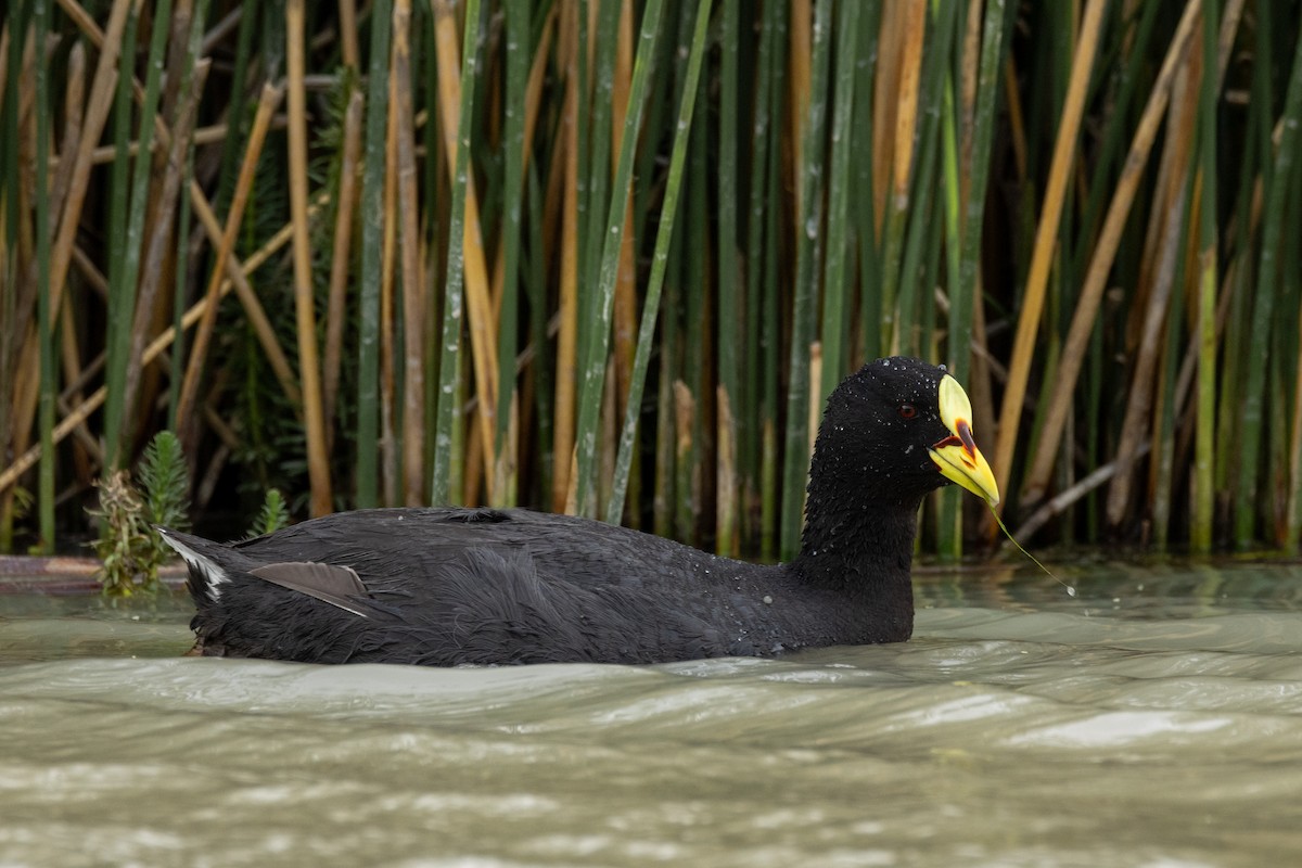 Red-gartered Coot - ML628161008