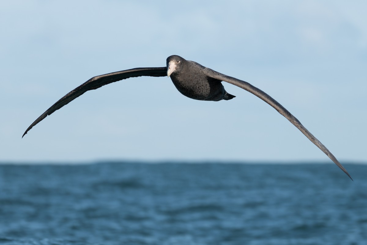 Southern Giant-Petrel - ML628161161