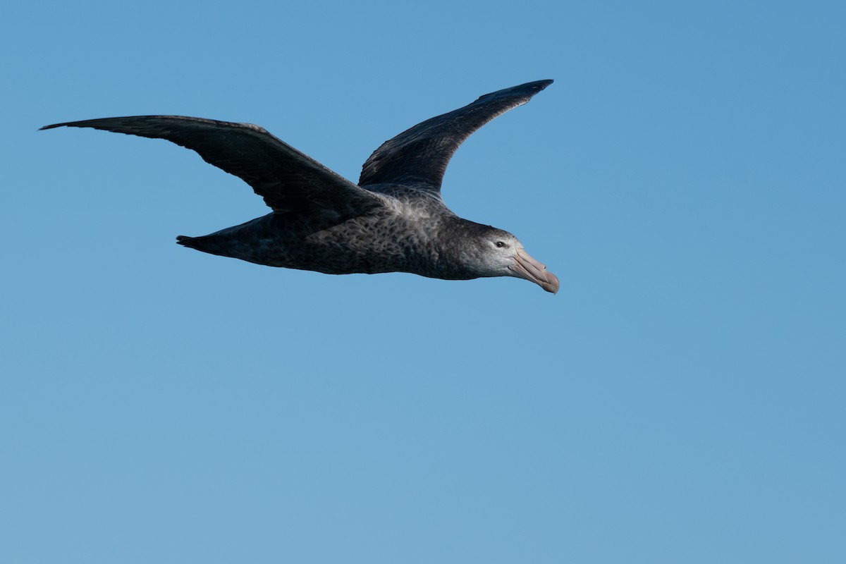 Northern Giant-Petrel - ML628161171