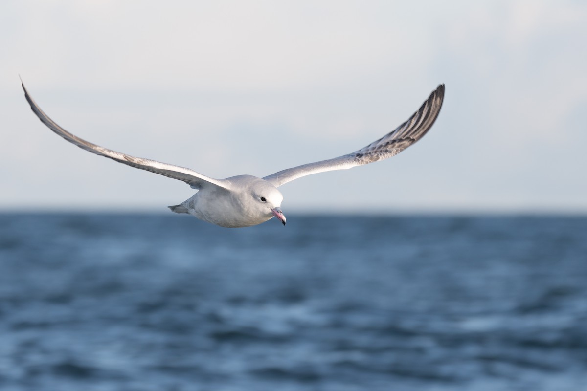 Southern Fulmar - ML628161187