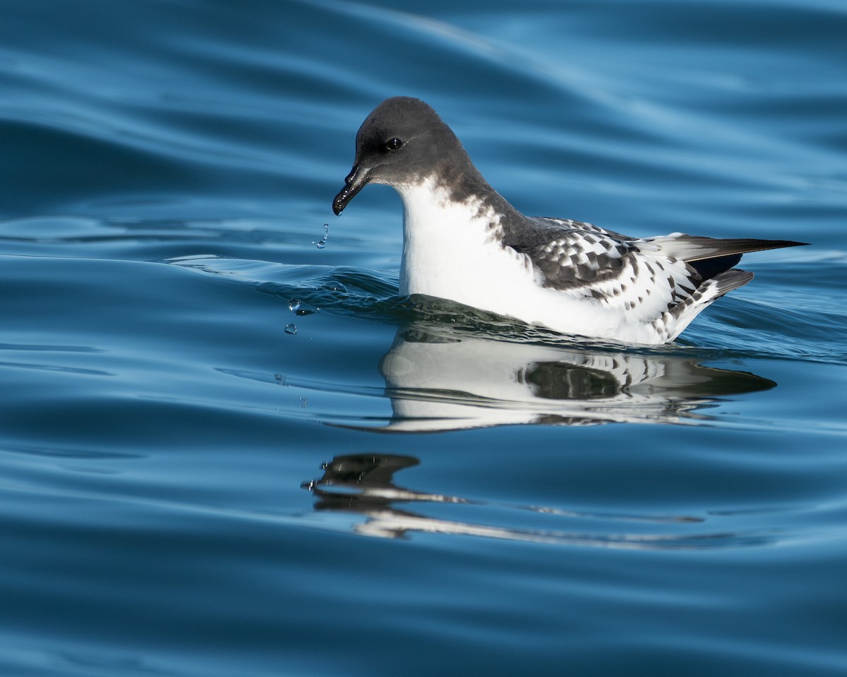 Pintado Petrel - ML628161200