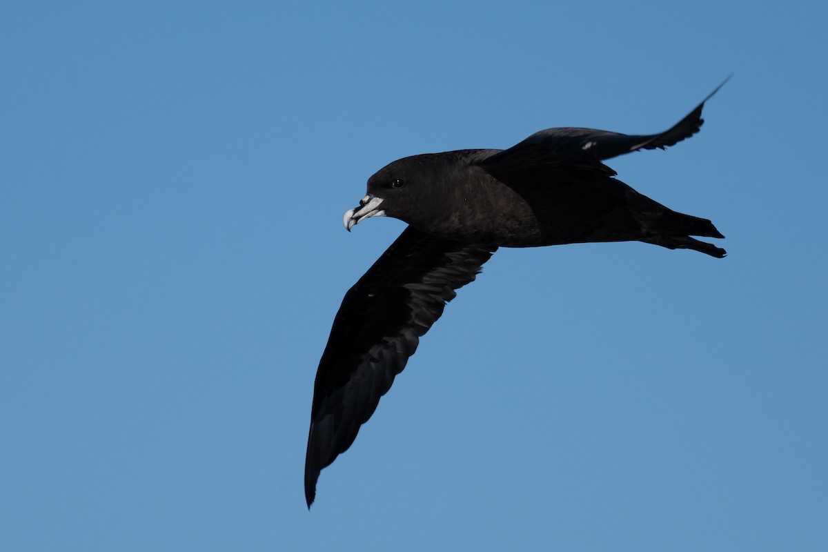 White-chinned Petrel - ML628161233