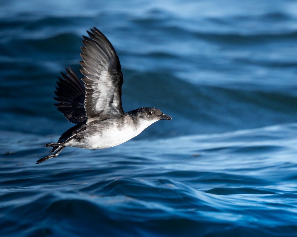 Peruvian Diving-Petrel - ML628161327