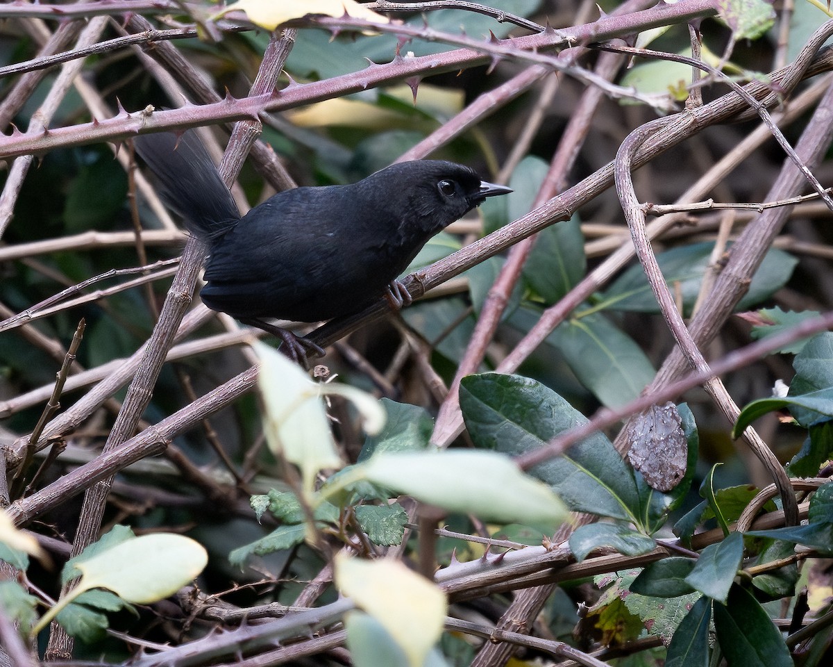 Dusky Tapaculo - ML628161798