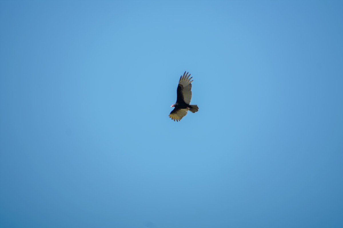 Turkey Vulture - ML628162281