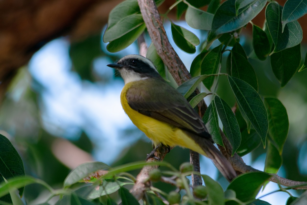 Social Flycatcher - ML628162284