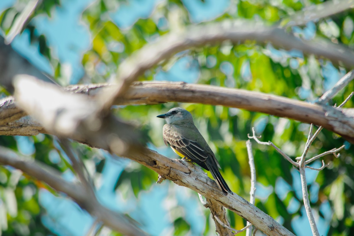 Couch's Kingbird - ML628162290