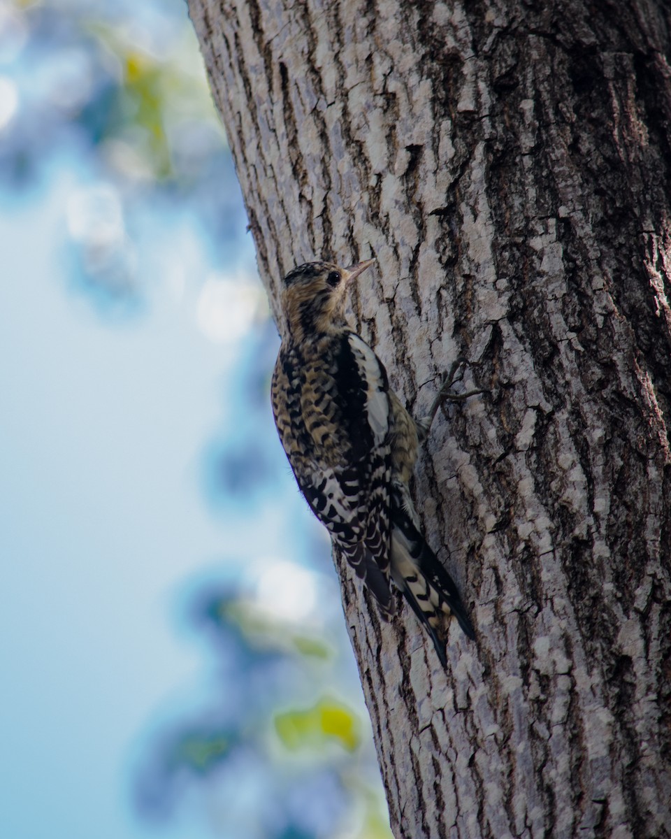 Yellow-bellied Sapsucker - ML628162323