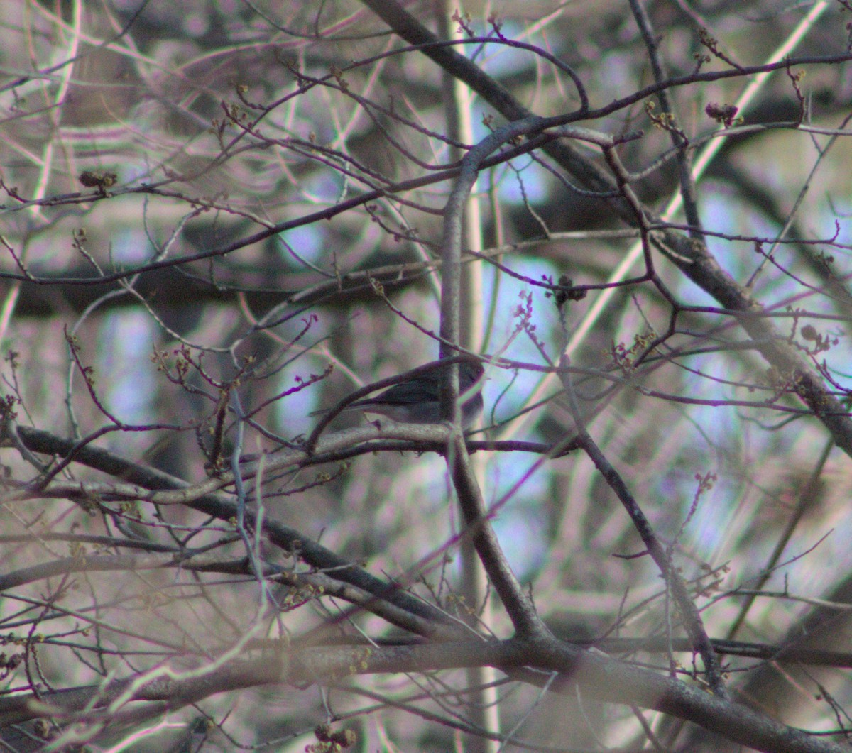 Dark-eyed Junco - ML628162556