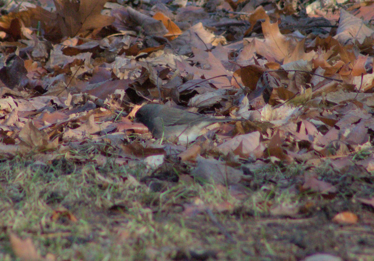 Dark-eyed Junco - ML628162558