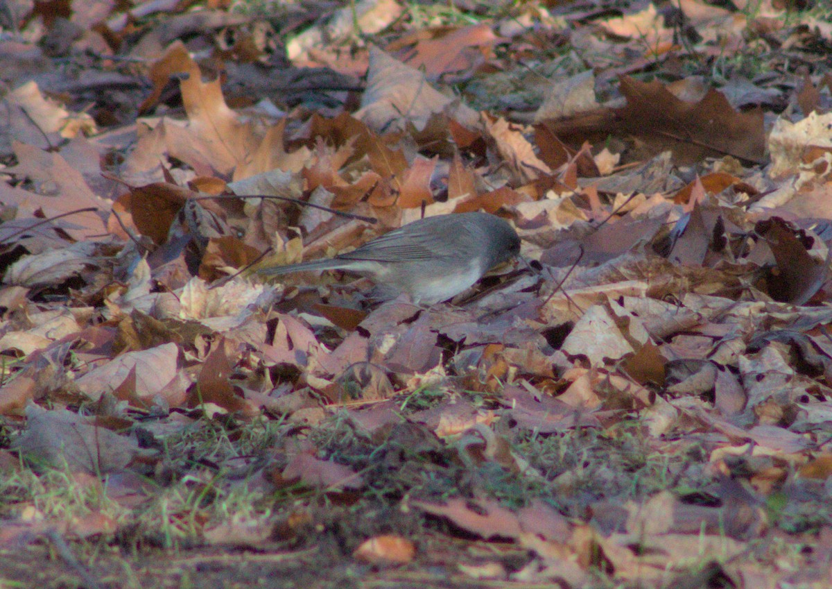 Dark-eyed Junco - ML628162559