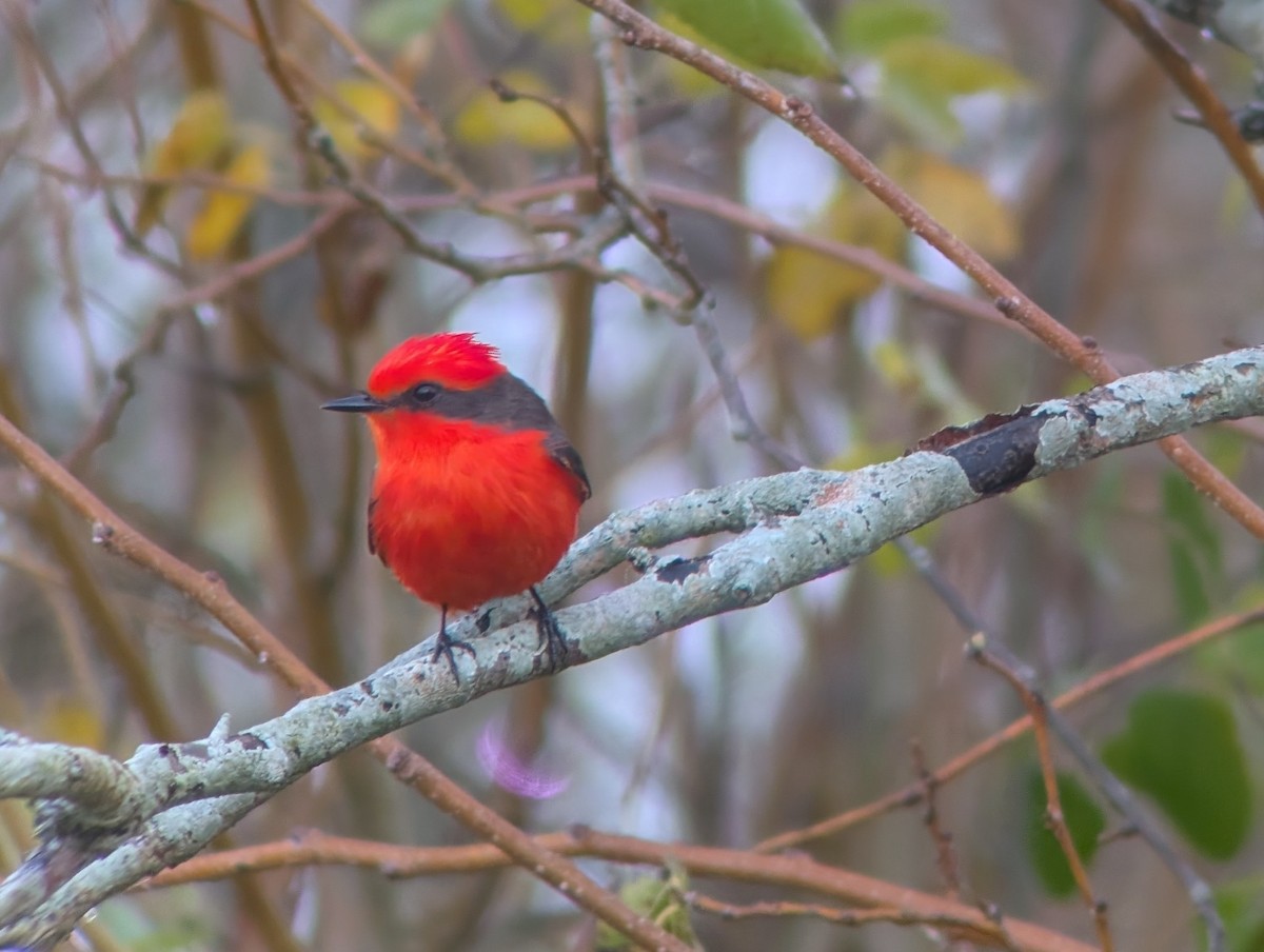 Vermilion Flycatcher - ML628162675