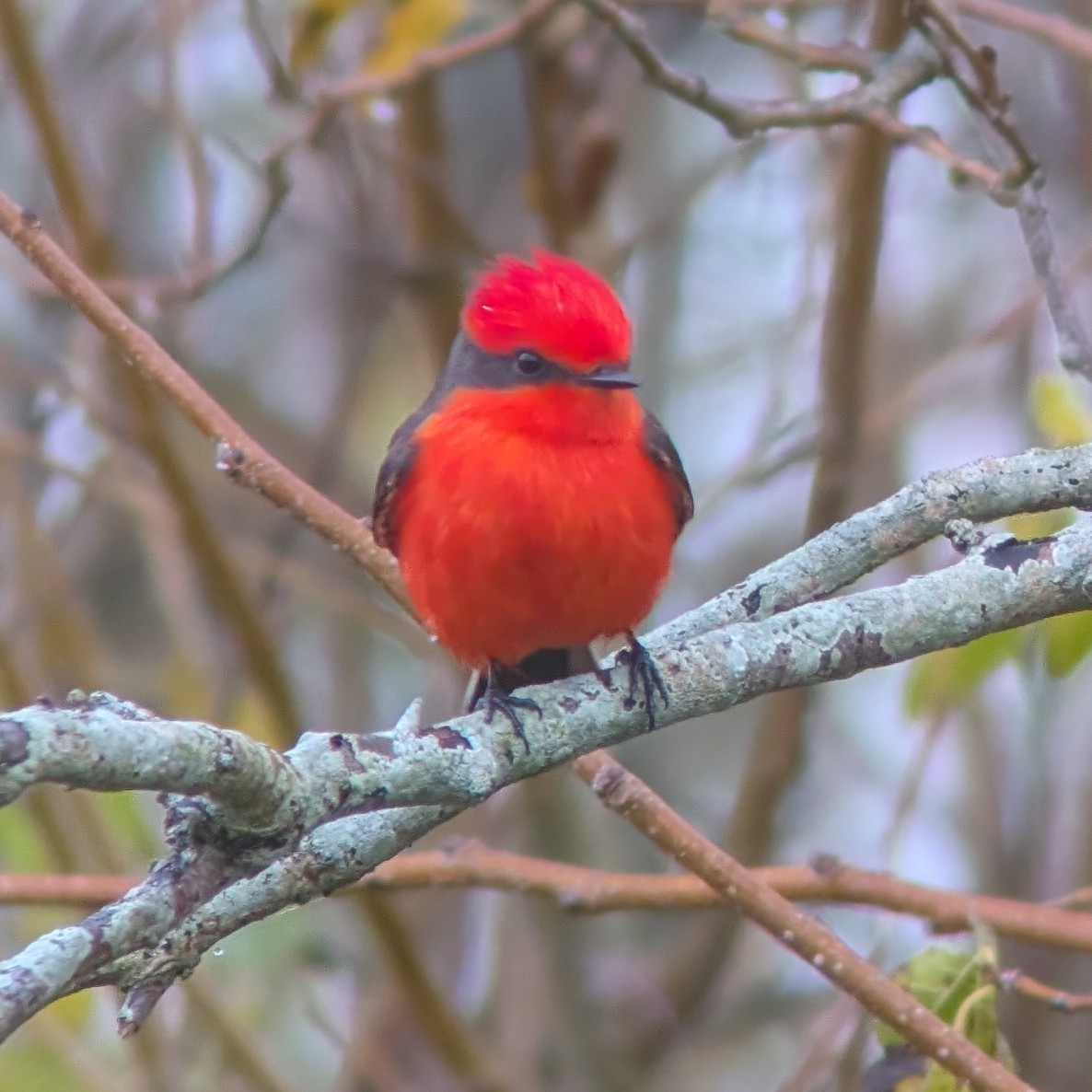 Vermilion Flycatcher - ML628162693