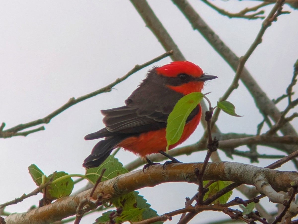 Vermilion Flycatcher - ML628162714