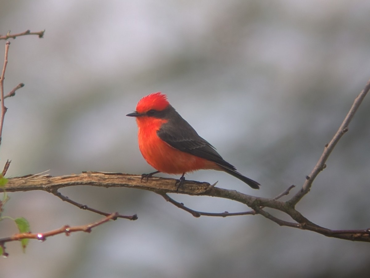 Vermilion Flycatcher - ML628162723